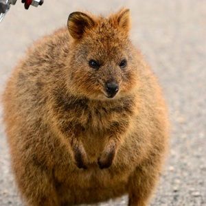 Meet your Posher, Maya